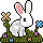 Bunny
