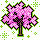 Rare Pink Lapacho Tree
