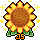 Tournesol des JS !
