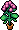Pelargonium Plant